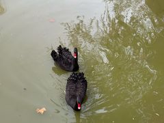 -上海虹桥迎宾馆