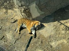 -大连森林动物园