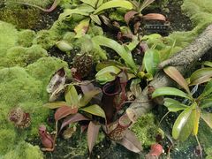 -国家植物园南园