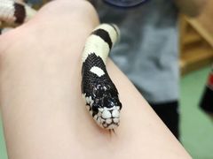 -藦茜花园宠物主题亲子互动体验馆(国顺东路店)