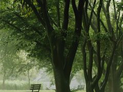 -上海共青森林公园