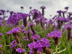 -紫颐香薰山谷景区