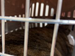 -美联众合爱康动物医院•复杂内科•肿瘤科•牙科•腔镜诊疗中心