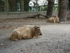 -上海野生动物园