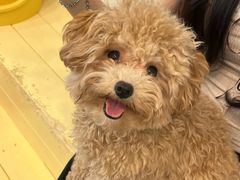 -有喵·猫咖·狗咖·30几只猫10只小狗(岗厦店)