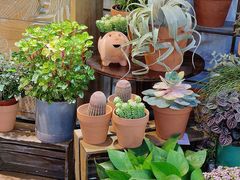 -循礼门鲜花花市(武汉循礼门店)