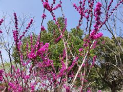 -高东镇樱花园