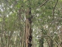 -中国科学院西双版纳热带植物园