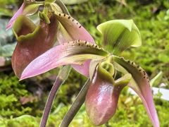 -国家植物园南园