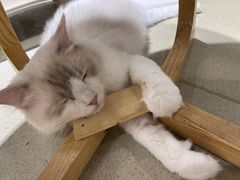 -藏猫猫咖啡主题馆(中央大道店)