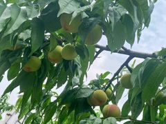 -老袁家蜜桃农场·阳山水蜜桃