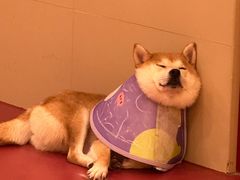 -和它·交个朋友·狗咖猫咖(爱琴海店)