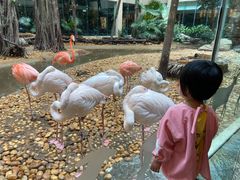 -白虎自助餐厅·真老虎·景观自助餐厅(广州长隆酒店)