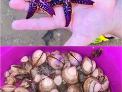 -巧克力渔家.小船海鲜胶东菜(万平口店)