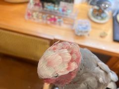 -吉丁鸟咖·异宠·寄养