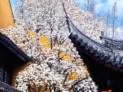 -龙华寺