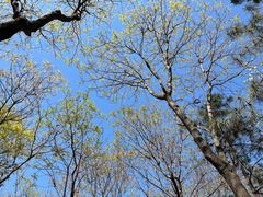 -大兴滨河森林公园