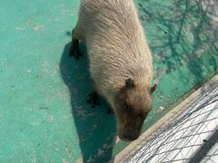 -苏州太湖西山岛开心农场