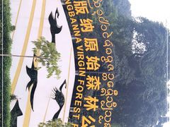 -西双版纳原始森林公园