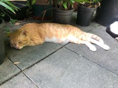 -竹吟山房