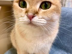 -逗柴咖啡屋·狗咖猫咖宠物桌游
