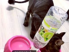 -1013 PET SHOP 宠物商店(近铁城市广场店)