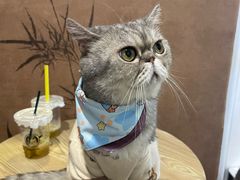 -楼上猫咖(罗湖店)