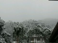 -十八棵（老龙井）御茶园(老龙井店)