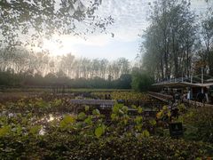 -合肥滨湖国家森林公园