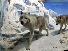-哈尔滨极地公园