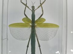 -上海昆虫博物馆