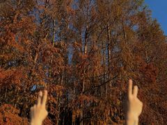 -上海海湾国家森林公园