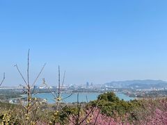 -香雪海