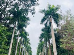 -香蜜公园