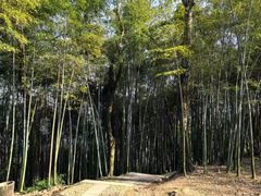 -西湖风景区十里琅珰-五云山