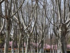 -白塘生态植物园