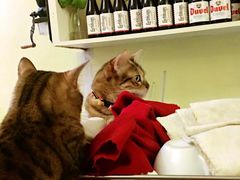 -猫色咖啡·猫咖