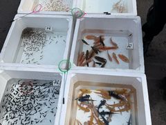 -哈尔滨道外花鸟鱼市场