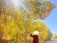 -金塔沙漠胡杨林景区