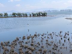 -洱海月湿地公园