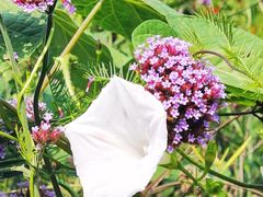 -紫海香堤香草艺术庄园