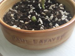 -PAUL LAFAYET 法式甜品(国金中心商场店)