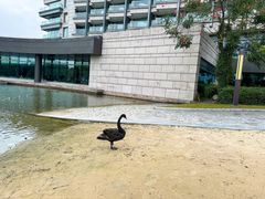 -上海佘山世茂艾美酒店