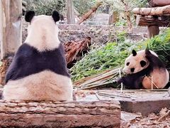 -都江堰中华大熊猫苑
