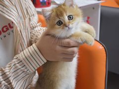 -lincat·猫舍(广州店)