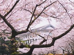 -武汉大学-樱园
