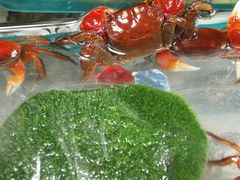 -万商花鸟市场