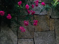 -九科绿洲