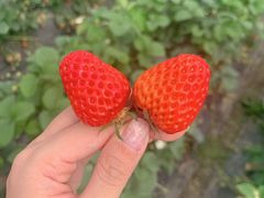 -小鱼草莓采摘园农家乐·小鱼餐厅