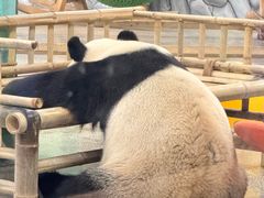 -临沂动植物园